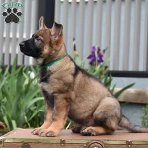 Korry, German Shepherd Puppy